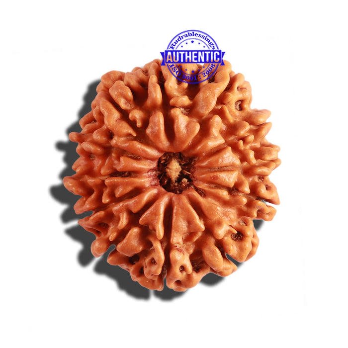 12 Mukhi Nepalese Rudraksha - Bead No 204