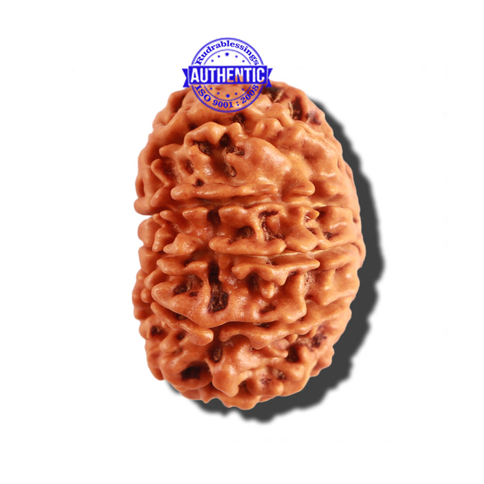 12 Mukhi Nepalese Rudraksha - Bead No 204