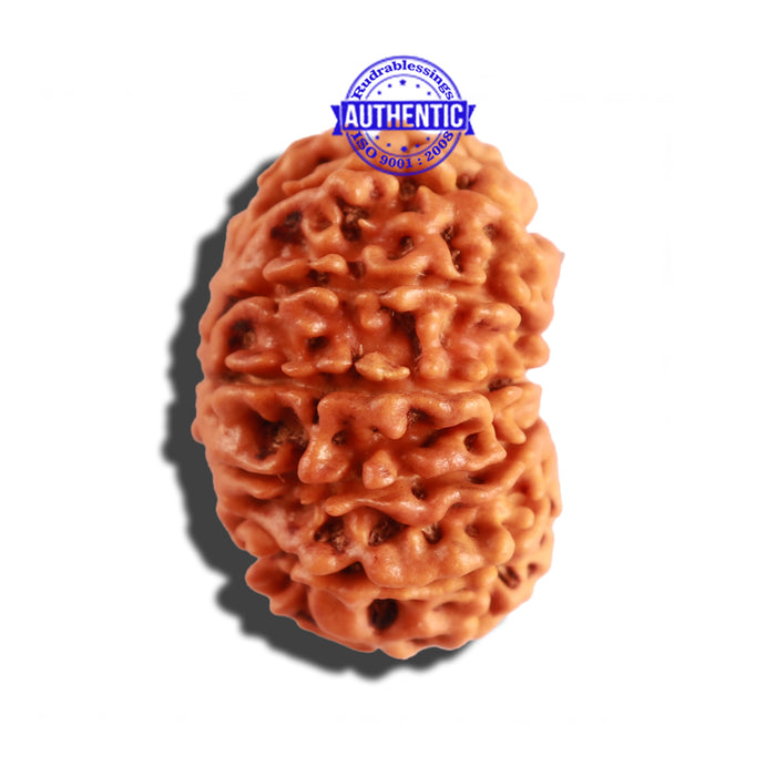12 Mukhi Nepalese Rudraksha - Bead No 204