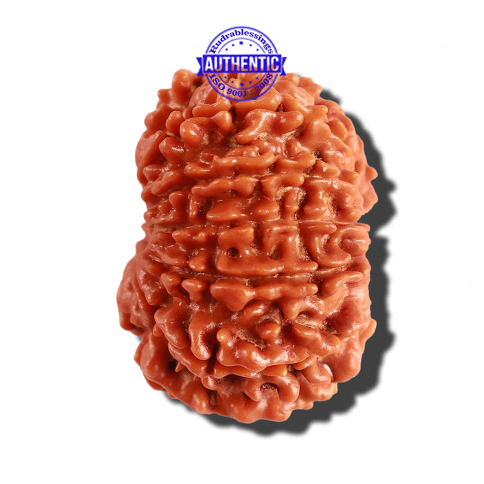12 Mukhi Nepalese Rudraksha - Bead No 205