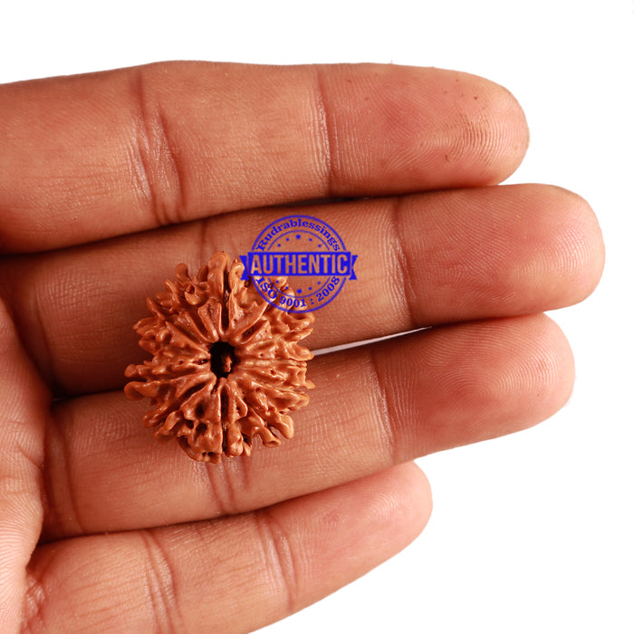 12 Mukhi Nepalese Rudraksha - Bead No 206