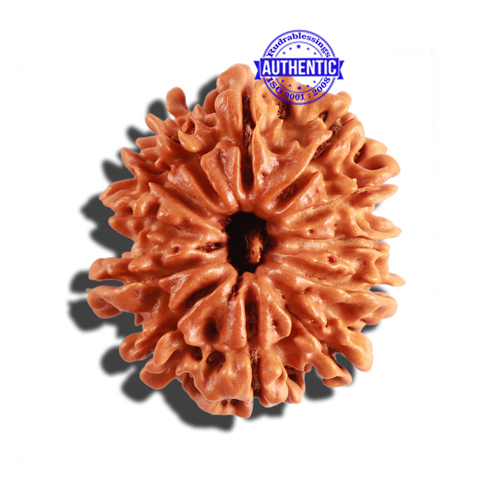 12 Mukhi Nepalese Rudraksha - Bead No 206