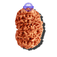 Load image into Gallery viewer, 12 Mukhi Nepalese Rudraksha - Bead No 206
