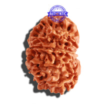 Load image into Gallery viewer, 12 Mukhi Nepalese Rudraksha - Bead No 206

