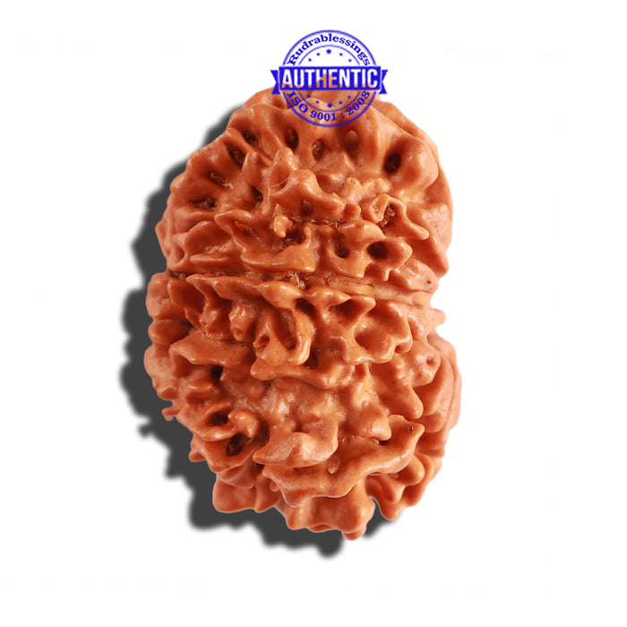 12 Mukhi Nepalese Rudraksha - Bead No 206