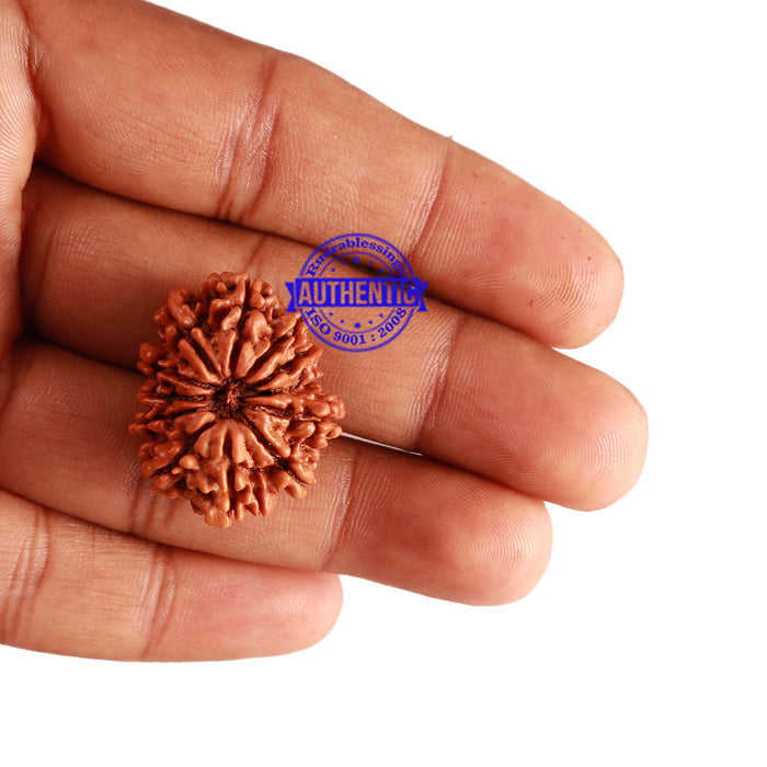 12 Mukhi Nepalese Rudraksha - Bead No 207