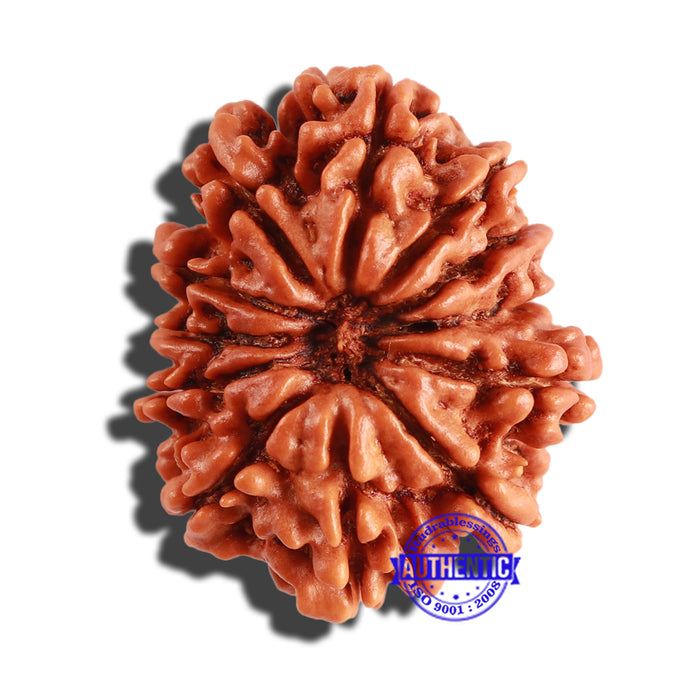 12 Mukhi Nepalese Rudraksha - Bead No 207