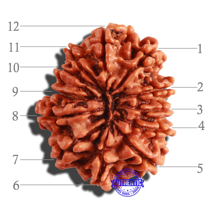 12 Mukhi Nepalese Rudraksha - Bead No 207