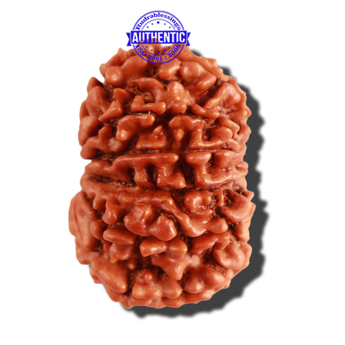 12 Mukhi Nepalese Rudraksha - Bead No 207