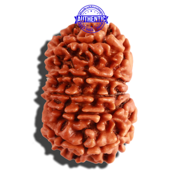 12 Mukhi Nepalese Rudraksha - Bead No 207