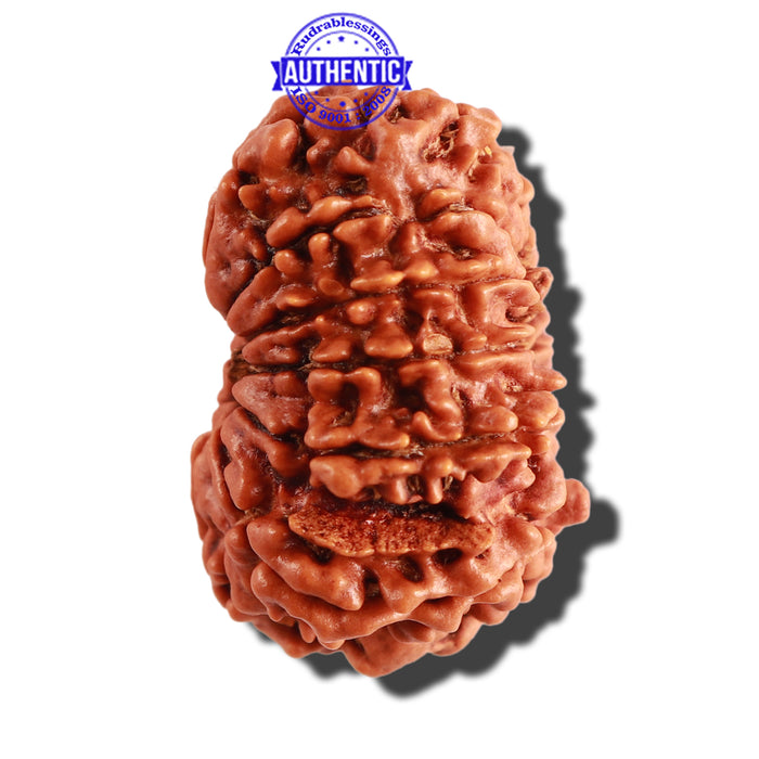 12 Mukhi Nepalese Rudraksha - Bead No 208