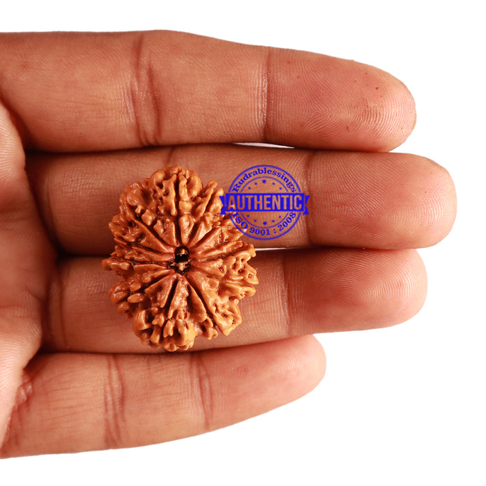 12 Mukhi Nepalese Rudraksha - Bead No 209