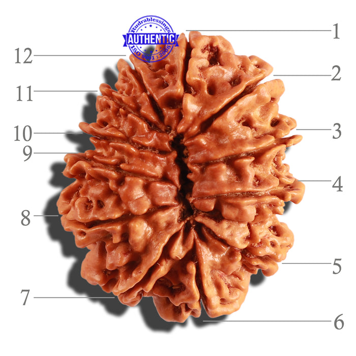 12 Mukhi Nepalese Rudraksha - Bead No 209