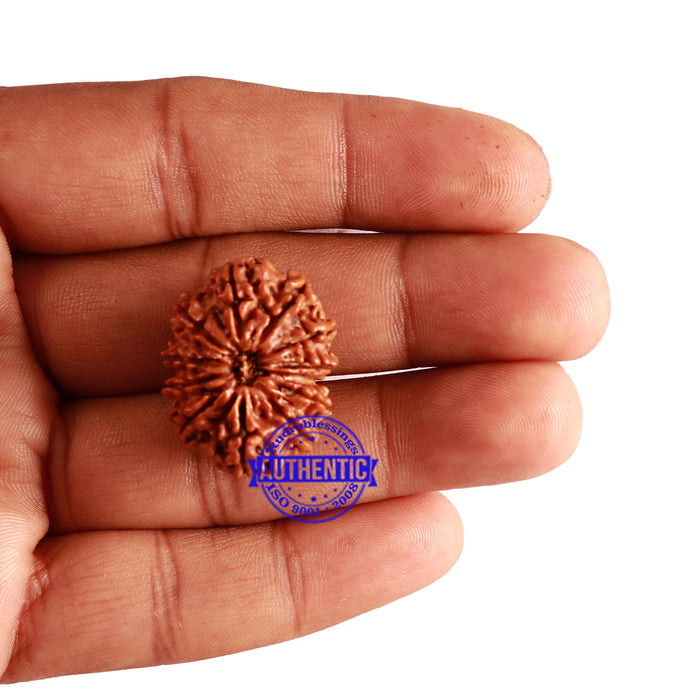 12 Mukhi Nepalese Rudraksha - Bead No 210