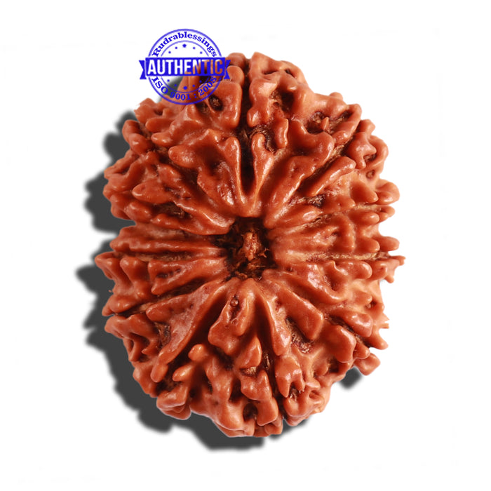 12 Mukhi Nepalese Rudraksha - Bead No 210