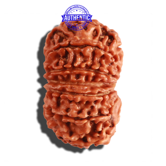 12 Mukhi Nepalese Rudraksha - Bead No 210