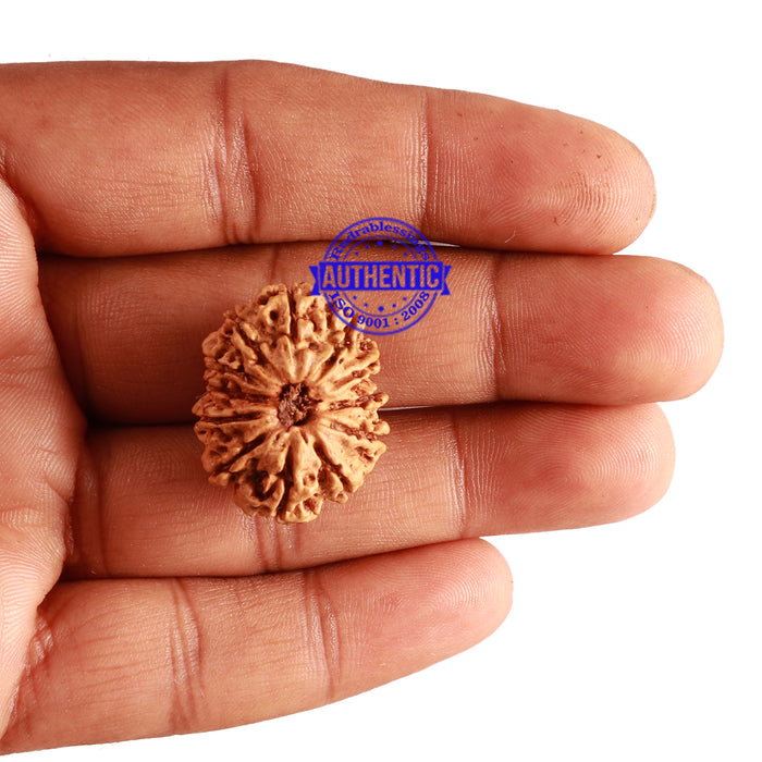12 Mukhi Nepalese Rudraksha - Bead No 211
