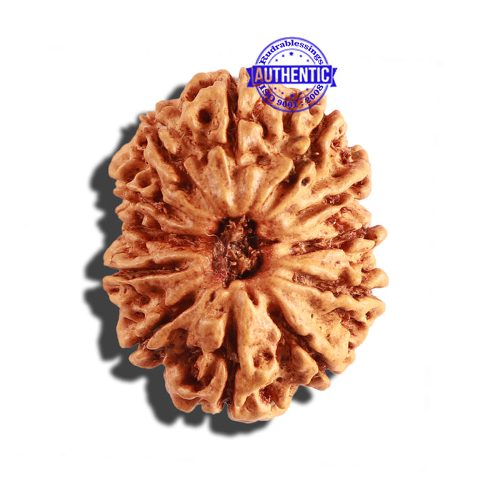12 Mukhi Nepalese Rudraksha - Bead No 211