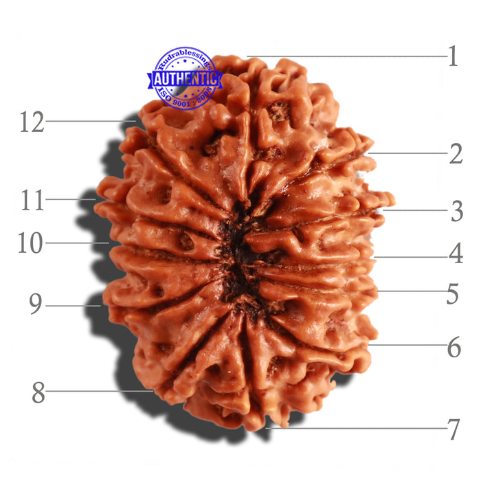 12 Mukhi Nepalese Rudraksha - Bead No 212