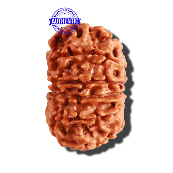 12 Mukhi Nepalese Rudraksha - Bead No 212