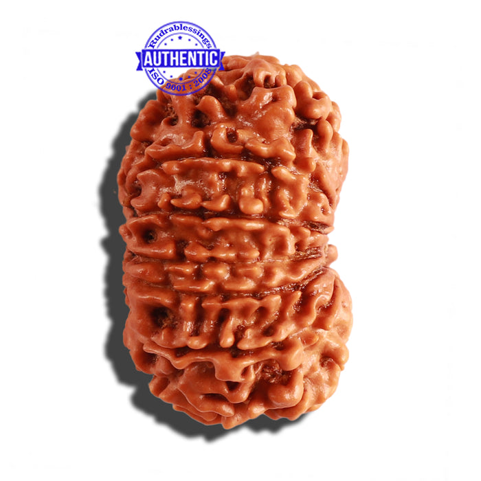 12 Mukhi Nepalese Rudraksha - Bead No 212