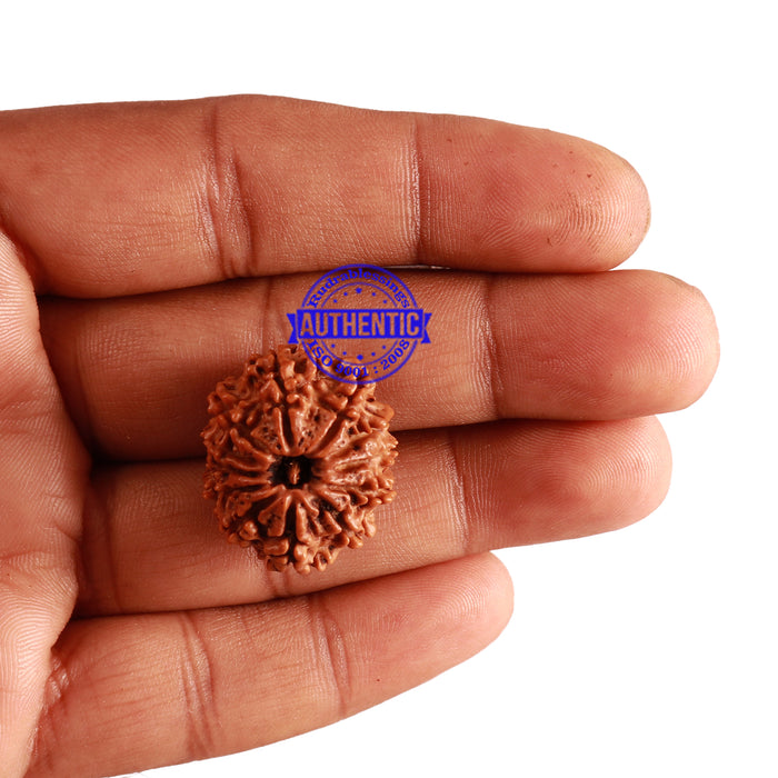 12 Mukhi Nepalese Rudraksha - Bead No 213