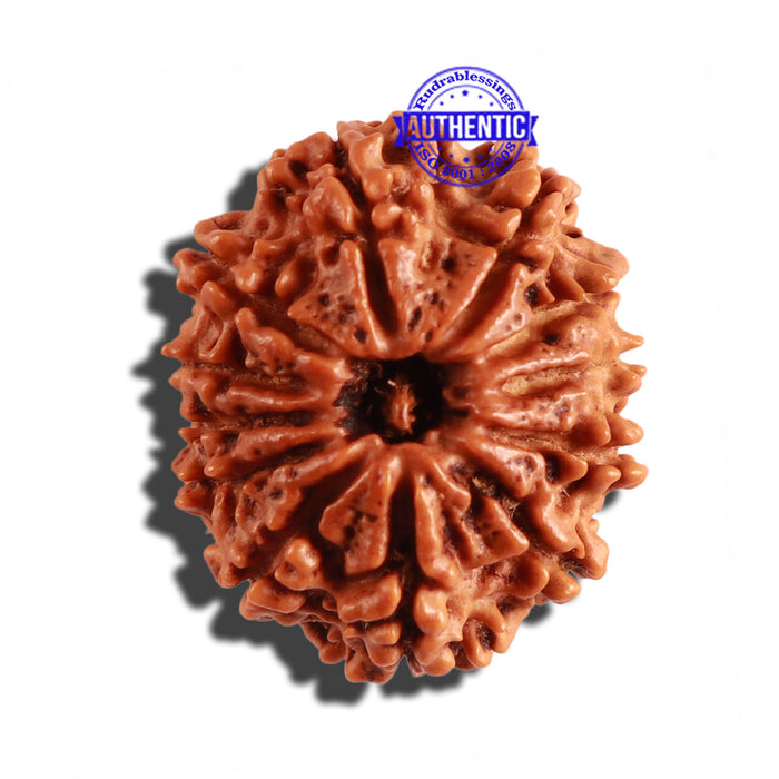 12 Mukhi Nepalese Rudraksha - Bead No 213