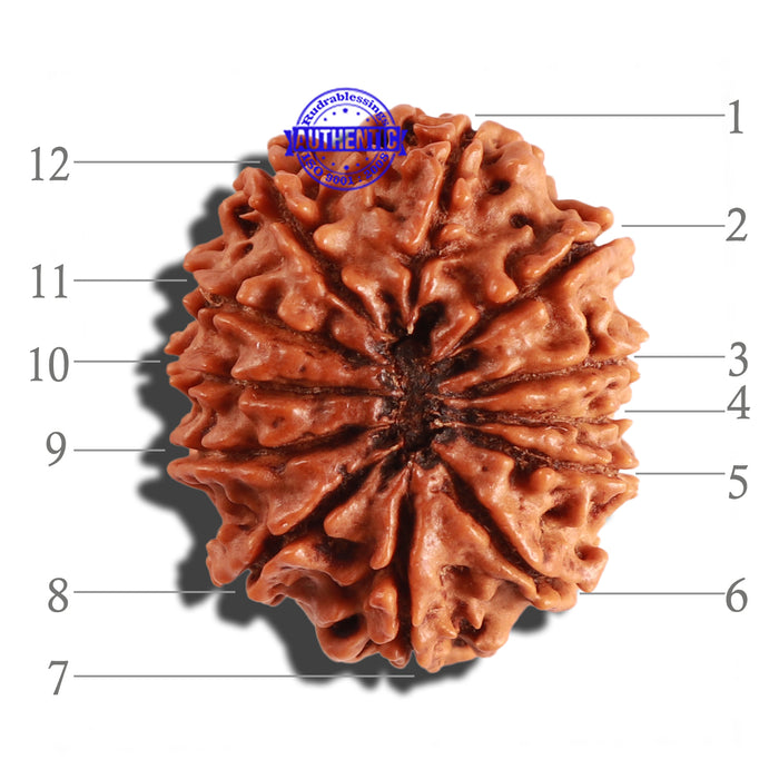 12 Mukhi Nepalese Rudraksha - Bead No 213