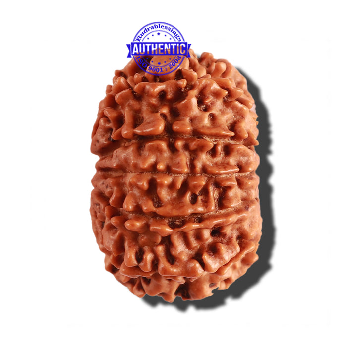 12 Mukhi Nepalese Rudraksha - Bead No 213