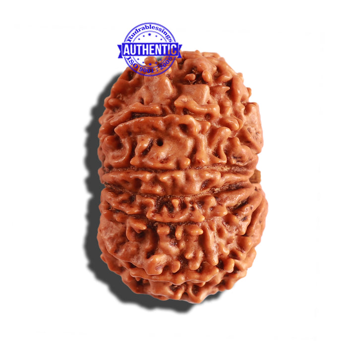 12 Mukhi Nepalese Rudraksha - Bead No 213