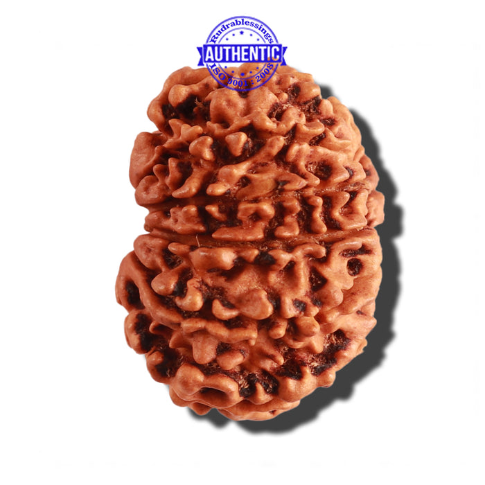 12 Mukhi Nepalese Rudraksha - Bead No 214