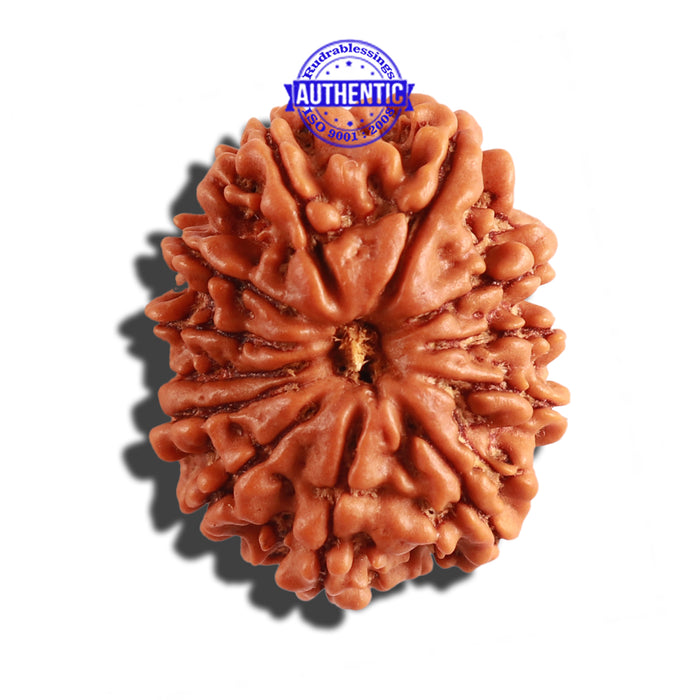 12 Mukhi Nepalese Rudraksha - Bead No 215