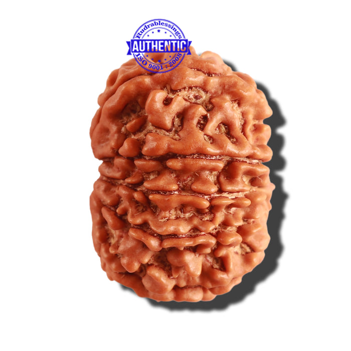12 Mukhi Nepalese Rudraksha - Bead No 215