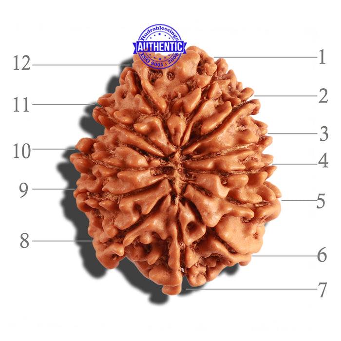 12 Mukhi Nepalese Rudraksha - Bead No 216