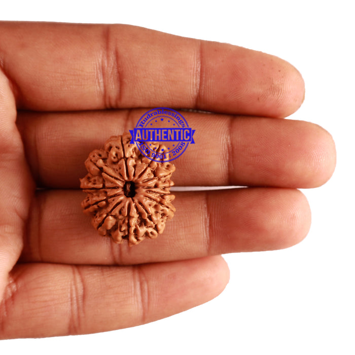 12 Mukhi Nepalese Rudraksha - Bead No 217