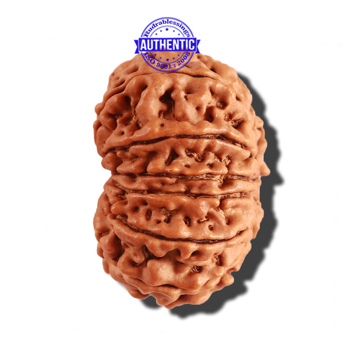 12 Mukhi Nepalese Rudraksha - Bead No 217