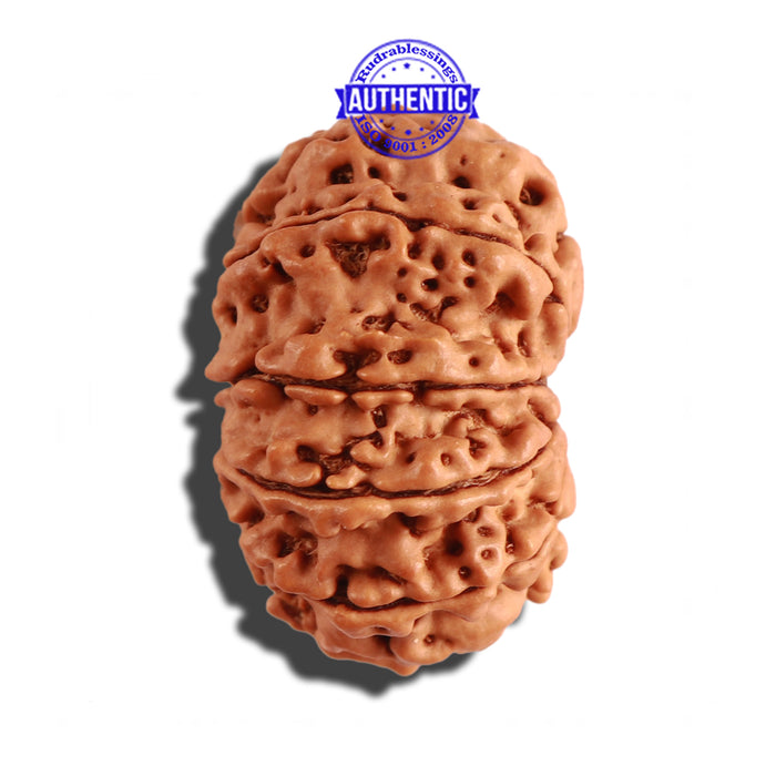 12 Mukhi Nepalese Rudraksha - Bead No 217