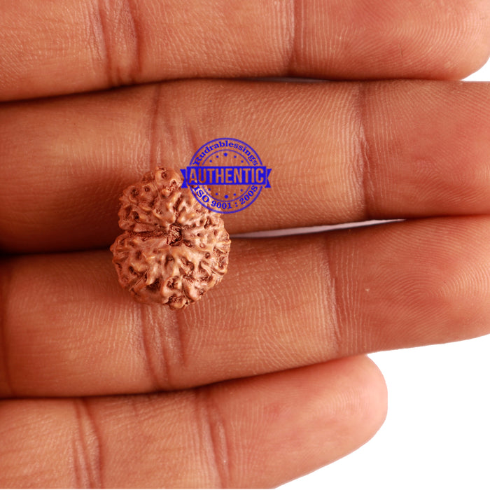 12 Mukhi Indonesian Rudraksha - Bead No. 218