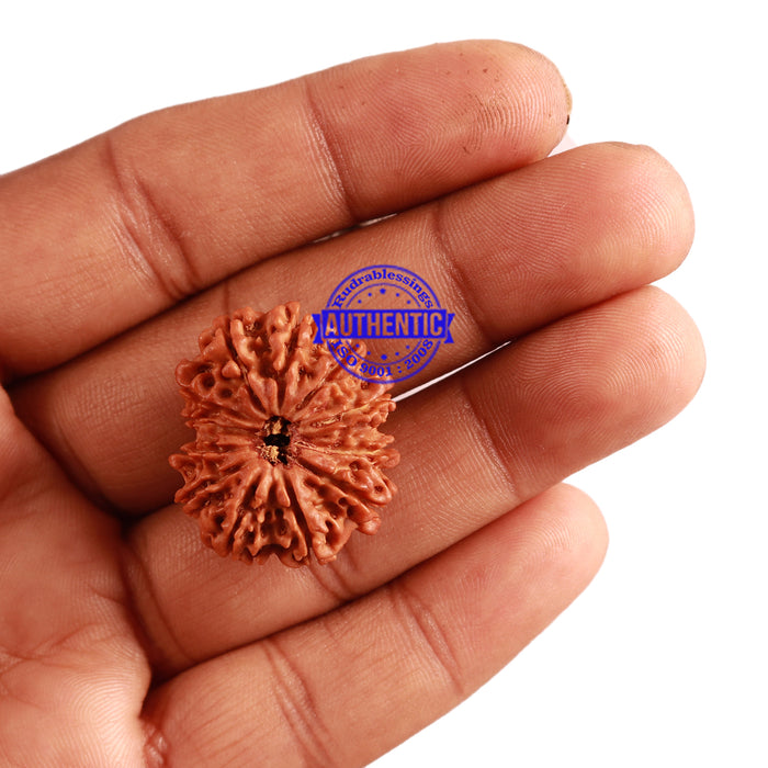 12 Mukhi Nepalese Rudraksha - Bead No 218