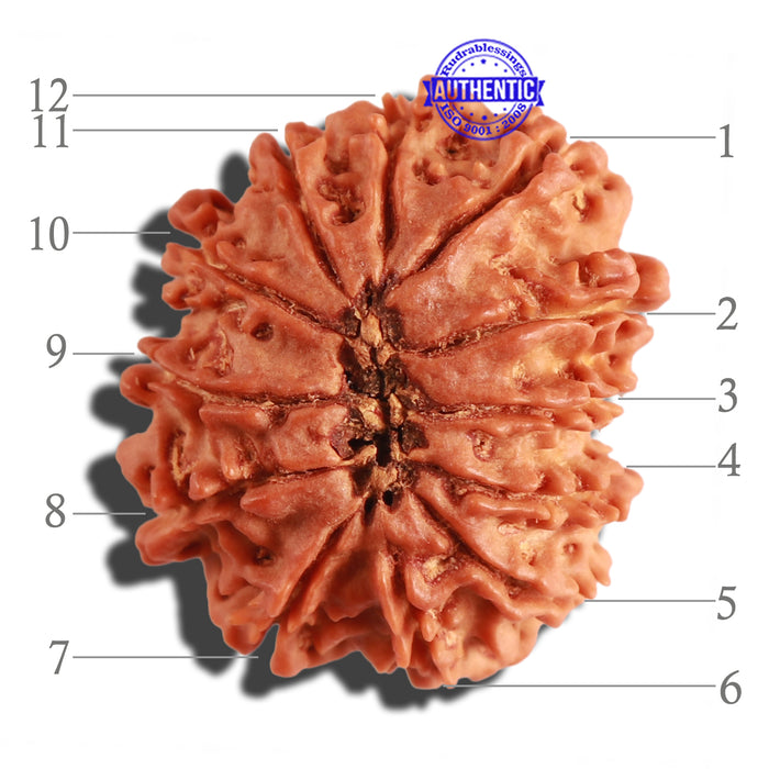 12 Mukhi Nepalese Rudraksha - Bead No 218