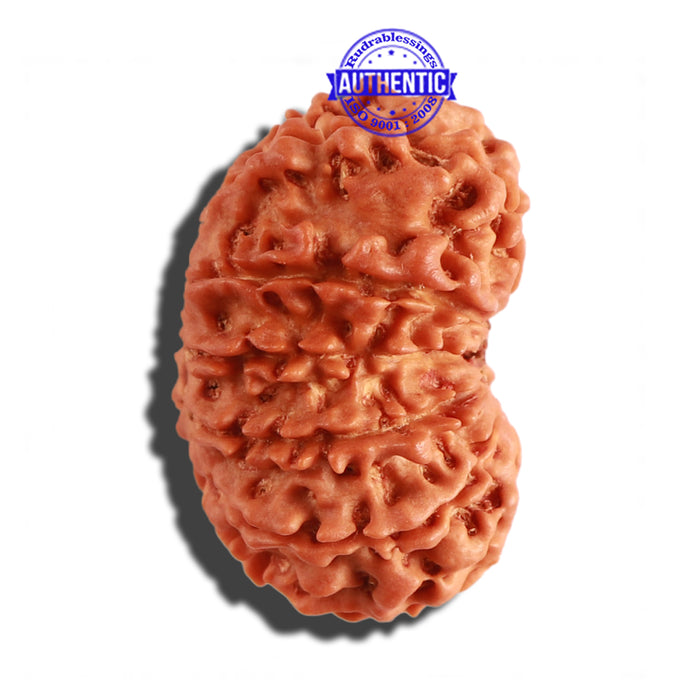 12 Mukhi Nepalese Rudraksha - Bead No 218
