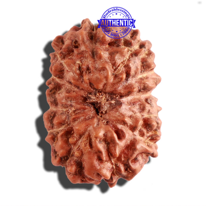 12 Mukhi Indonesian Rudraksha - Bead No. 219