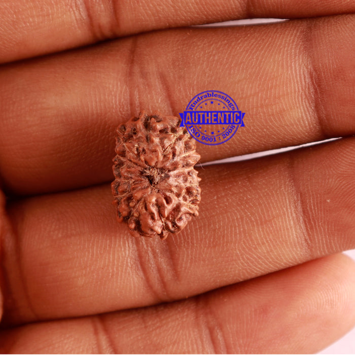 12 Mukhi Indonesian Rudraksha - Bead No. 219
