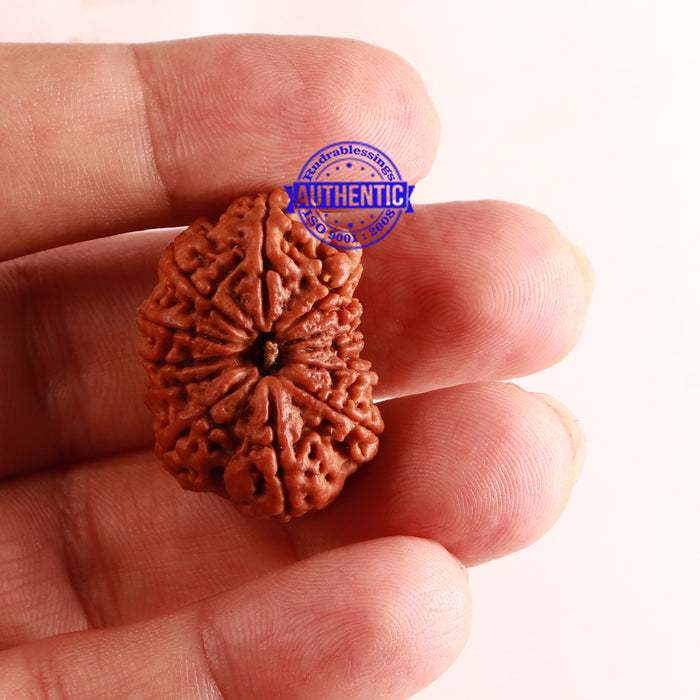 12 Mukhi Nepalese Rudraksha - Bead No 219