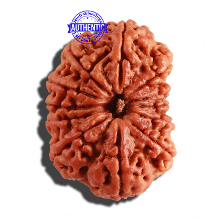 12 Mukhi Nepalese Rudraksha - Bead No 219