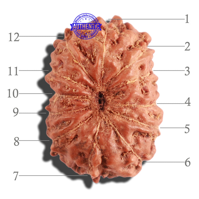 12 Mukhi Indonesian Rudraksha - Bead No. 219