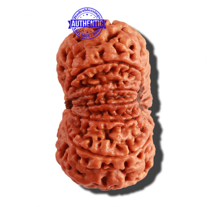 12 Mukhi Nepalese Rudraksha - Bead No 219