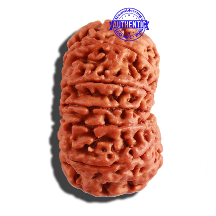 12 Mukhi Nepalese Rudraksha - Bead No 219