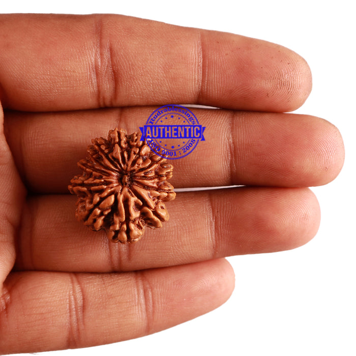 12 Mukhi Nepalese Rudraksha - Bead No 220