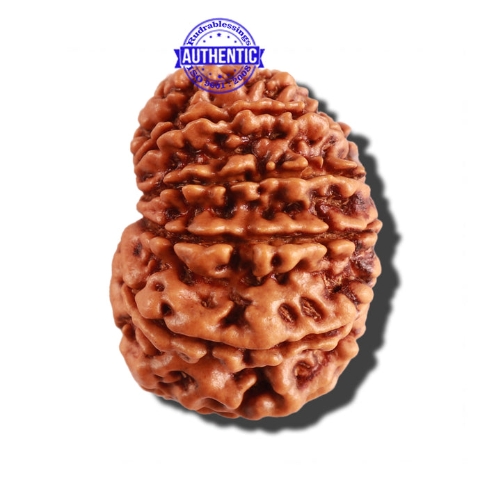12 Mukhi Nepalese Rudraksha - Bead No 220